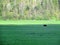 A faraway view of a black bear roaming around in a farmers field during a beautiful summer evening in clearwater, british columbia