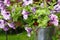 The farbitis purple morning glory Pharbitis after a rain .