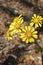 Farfugium Janponicum variegated leopard yellow plant