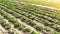 Farm agricultural field of plantation of young Riviera variety potato bushes. Agroindustry and agribusiness. Cultivation and care