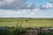 Farm on Ameland, beautiful Dutch landscape, cows are in the meadow