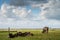 Farm on Ameland, beautiful Dutch landscape, cows are in the meadow