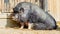 .Farm animal background - Thick Vietnamese pot-bellied pig lays lazily in the sun and sleeps