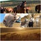 Farm animal collage.