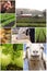 Farm Animal Collage