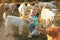Farm animal. Cute little girl hugging goatling on pasture