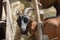 Farm animal domestic mammal goat,  happy