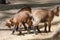 Farm animal domestic mammal goat,  young