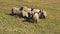 Farm animal eat grass at mountain pasture aerial. Rural nature landscape. Funny sheep, lambs