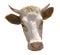 Farm animal - head of cow, 5 years old, standing