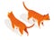 Farm animal isometric. Domestic animal in 3d flat back and front view. Cute game character of cat. Vector icon