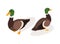 Farm animal isometric. Domestic animal in 3d flat back and front view. Cute game character of duck. Vector icon