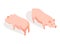 Farm animal isometric. Domestic animal in 3d flat back and front view. Cute game character of pig. Vector icon