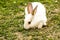 Farm animal. little white rabbit Oryctolagus cuniculus sitting on the green grass