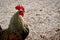 Farm animal, rooster with red hackles and wattles.