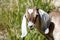 Farm Animal Series - Baby Nubian Goat - Capra aegagrus hircus