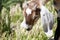 Farm Animal Series - Baby Nubian Goat - Capra aegagrus hircus