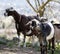 Farm Animal Series - Milk Goats - Capra hircus