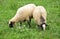 Farm animal sheep