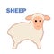 Farm animal sheep isolated