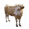 Farm animal - Side view of cow, 5 years old, standing