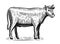 Farm animal sketch. Hand drawn Bull, standing full-length in front of white background. Vector illustration