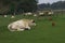 Farm animals of British White Cattle bull, pigs, & sheep