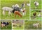 Farm animals collage