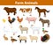 Farm animals collection