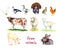 Farm animals collection, white domestic and south american muscovy duck, goose, turkey, quail and chicken, red cow, white sheep