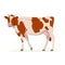 Farm animals concept. Cute funny farm domestic cow red and white patched wool breed cattle. Adorable cow standing, side