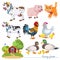 Farm animals. A cow, a duck and a drake with ducklings, a hen and a rooster with chickens, a pig and a ginger cat