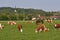 Farm animals, cows and horses in the middle of bavaria germany