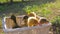 Farm animals, cute ducklings sitting in basket on nature