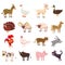 Farm animals cute set in cartoon style isolated on white background. Vector illustration. Cute cartoon animals