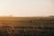 Farm animals in the distance in a field during sunset in Norfolk, England, UK, selective focus