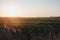 Farm animals in the distance in a field during sunset in Norfolk, England, UK, selective focus