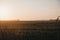 Farm animals in the distance in a field during sunset in Norfolk, England, UK, selective focus