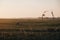 Farm animals in the distance in a field during sunset in Norfolk, England, UK, selective focus