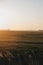 Farm animals in the distance in a field during sunset in Norfolk, England, UK, selective focus