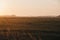 Farm animals in the distance in a field during sunset in Norfolk, England, UK, selective focus