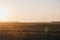 Farm animals in the distance in a field during sunset in Norfolk, England, UK, selective focus