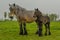 Farm Animals - Dutch Draft Horse