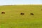 Farm animals feeding in extensive cattle raising area in Brazil