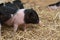 Farm animals : Funny spotted piglet, Cute baby Pot-bellied pigs in a farm.