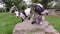 Farm animals. Goats lying on rock