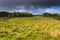 Farm animals in a grassland near a lake