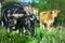 Farm animals grazing on a green meadow near a country house