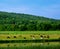 Farm Animals Grazing In A Meadow By A Pond