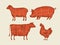 Farm animals with meat cuts lines. Retro vector illustration